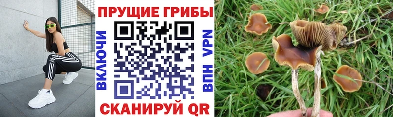Галлюциногенные грибы GOLDEN TEACHER  darknet телеграм  Богородицк 